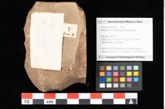 Foto (Objekt + Etikett) von Peridermium daphnes Ettingshausen (NHMW-GEO-2024-0188-0007)